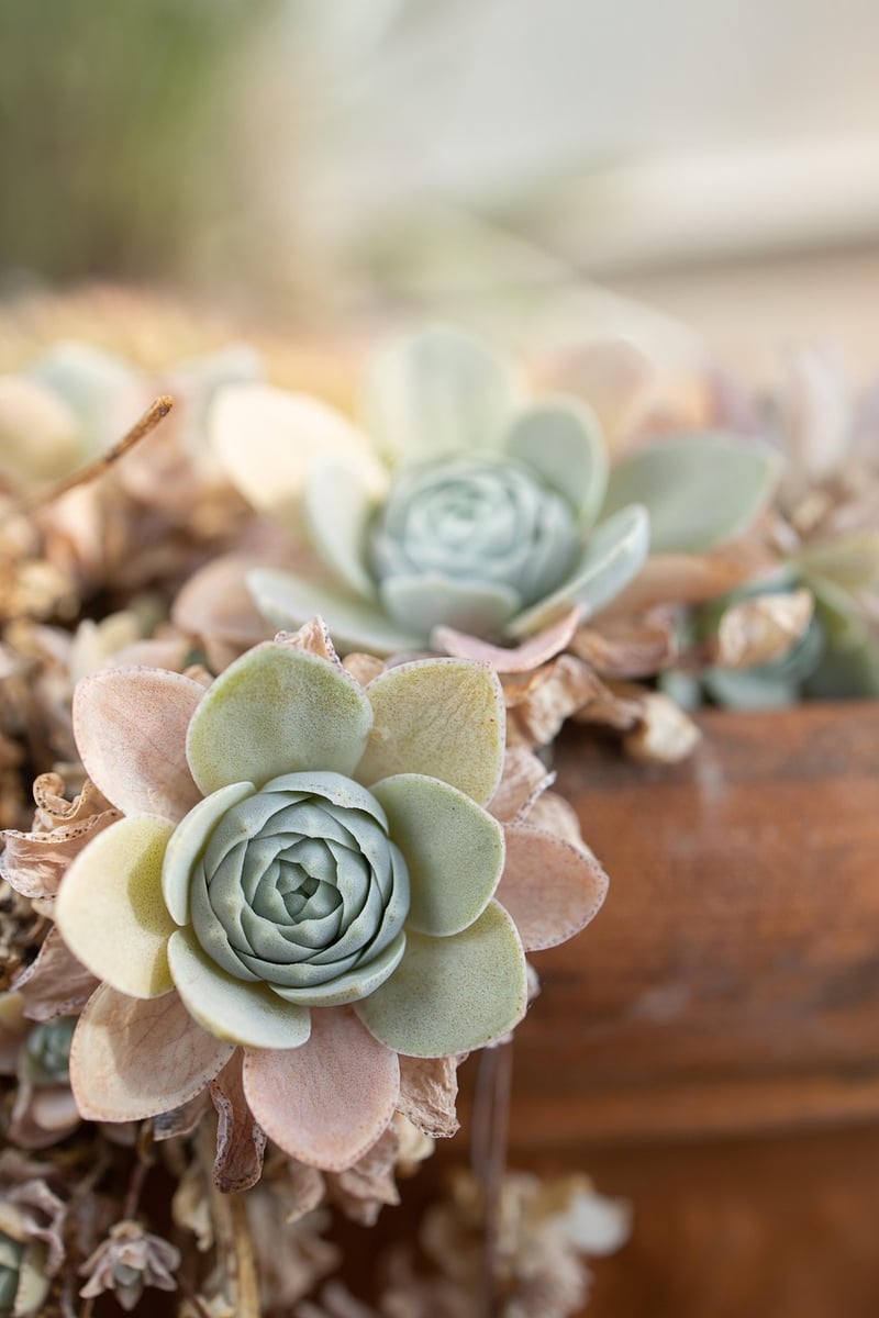 Botanical Centerpieces