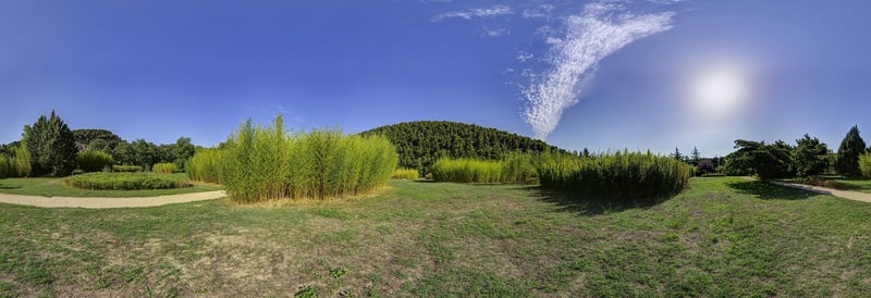 Whimsical Grove